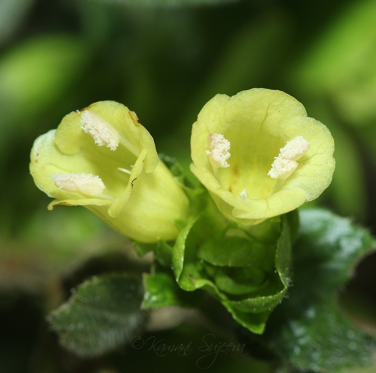 Strobilanthes calycina Nees